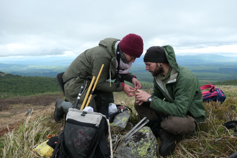 Tagging a bird with a geolocator in the Ural mountains, June 2019