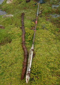 In Polsterpflanzenmooren reichen die Wurzeln bis zu 2m in die Tiefe. Im unteren Bereich des Profils findet sich meist Sphagnum-Torf. (Foto: Till Kleinebecker)