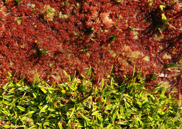 Sphagnum magellanicum and Astelia pumila side by side. (Foto: Till Kleinebecker)