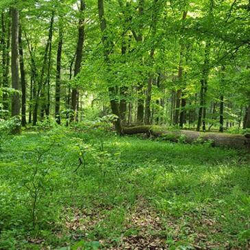 11565-5p082rgf-webl 2x