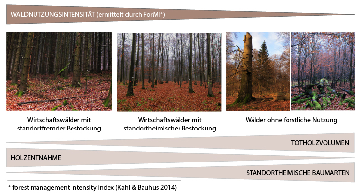 Figure of forestry intensity gradient