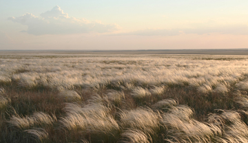 Fruiting feather grass turns the Kazakh steppe into an ocean of liquid silver in late May. (photo: Johannes Kamp)