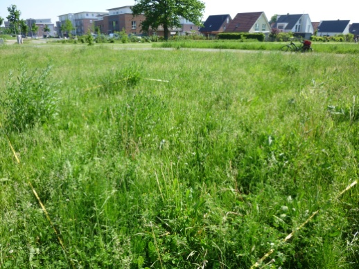 A study plot in a suburb of Münster.