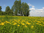 Inula at the upper Rhine valley