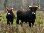 management by cattle at river Lippe