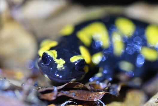 A picture of a fire salamander