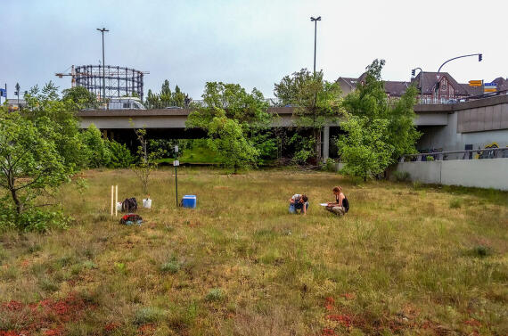 A picture of students investigating dry grassland