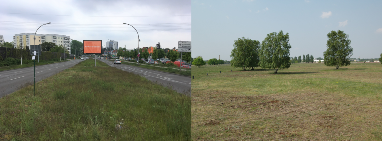 A picture of dry grassland in Berlin