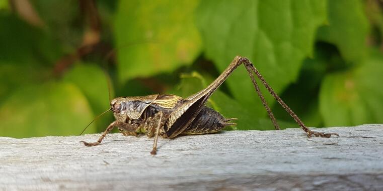 A picture of a grasshopper