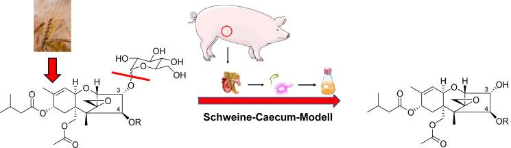 Schema, das die Metabolismus von T2 Glucosiden im Schweine-Caecum-Modell darstellt.