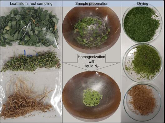 Preparation of the samples for analysis