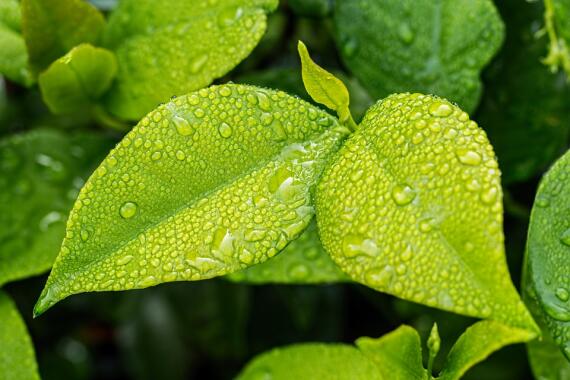 Leaf-1001679 960 720