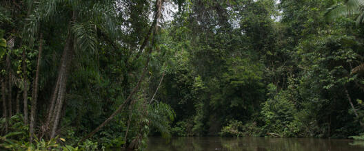 A Davey Rainforest 12 5