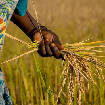 Rice-g29433d2c8 1920