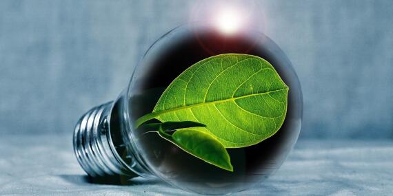 Light bulb containing green leaves