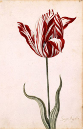 Die teuerste Tulpe war die „Semper Augustus"