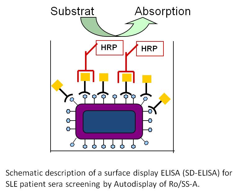 Schematic Description Of A Surface Display