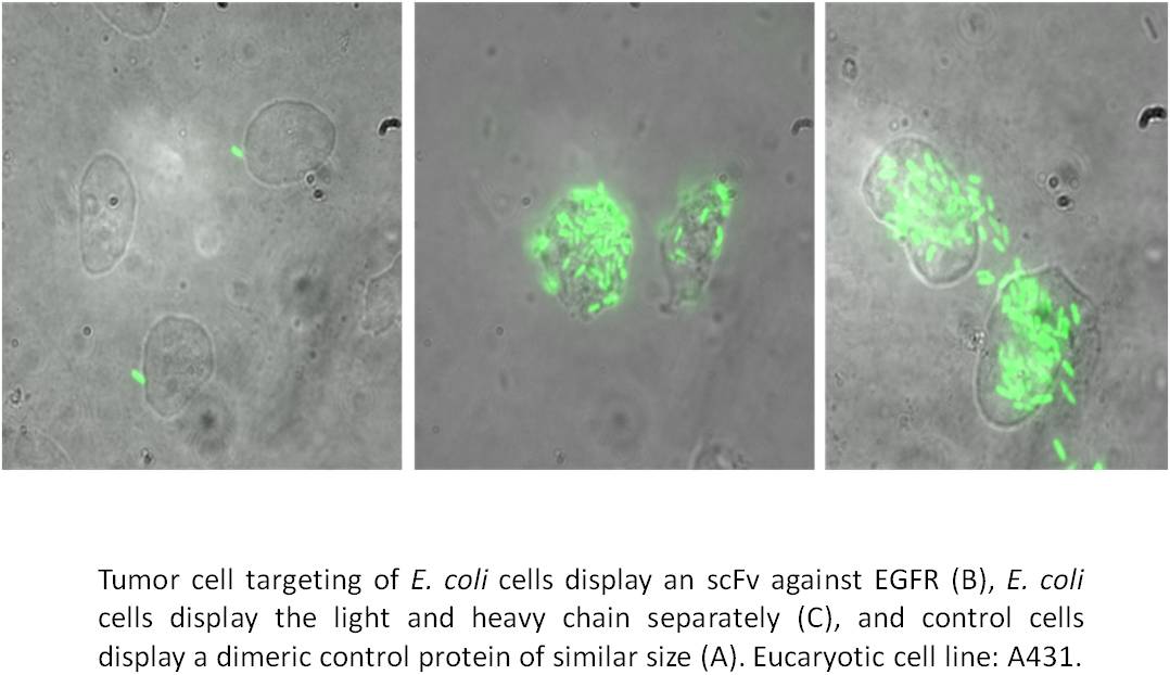 Tumor Cell Targeting
