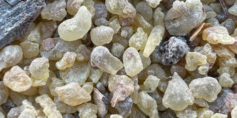 Boswellia