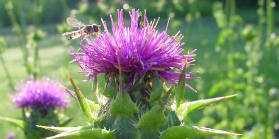 Silybum Marianum 3
