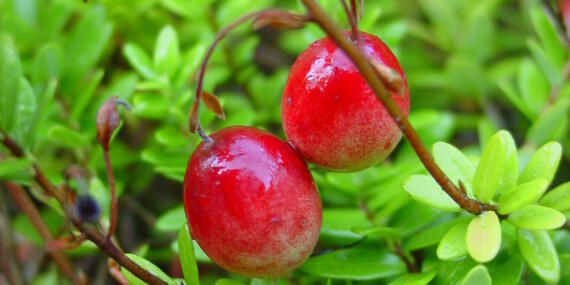 Vaccinium Macrocarpon 8