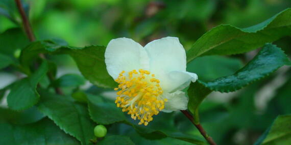 Camellia Sinensis 9