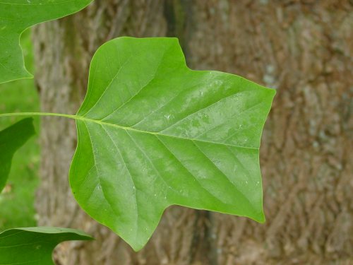 Liriodendron10b