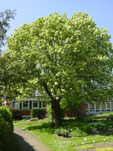 Fraxinus Ornus Klein 01