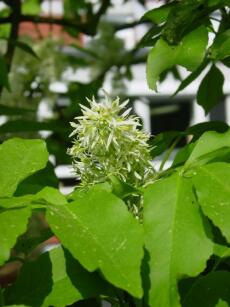 Fraxinus Ornus Klein 02