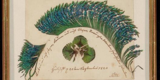 Mit Pfauenfedern, einer Schreibfeder, Papier, Nadel und Faden fertigte Annette von Droste-Hülshoff 1820 diese Bild-Text-Collage an.