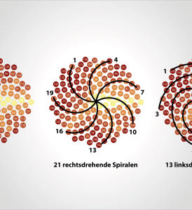 Spiralen