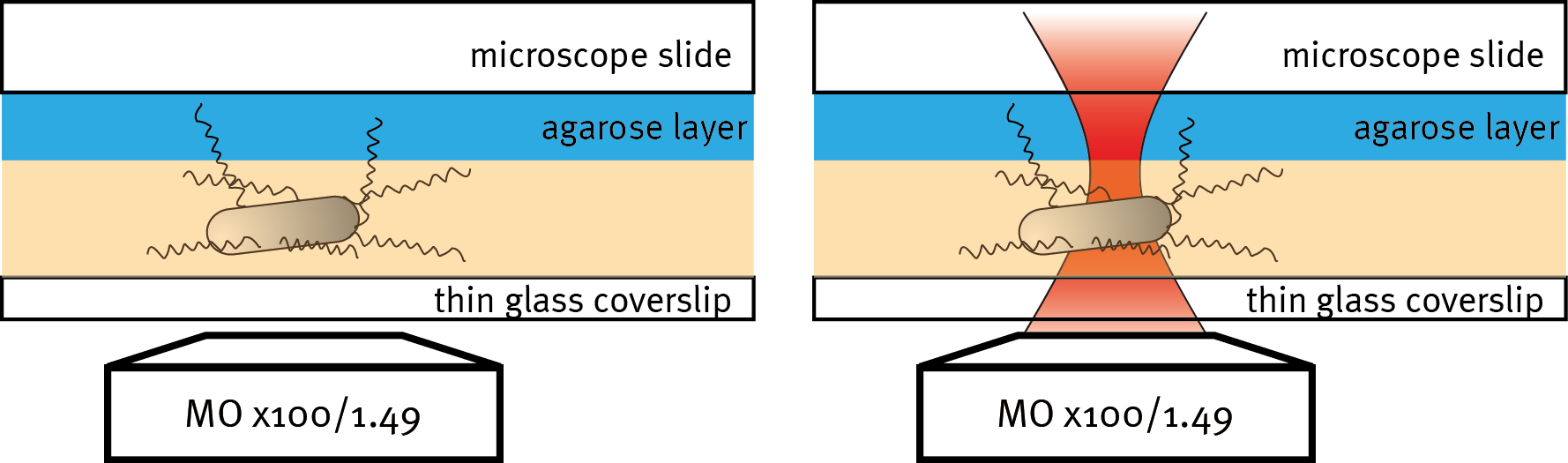 microscope2