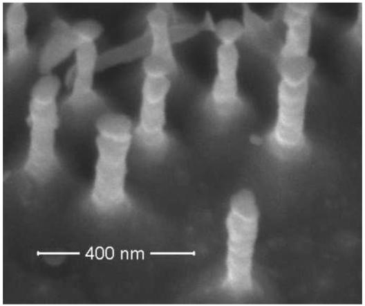 Rasterelektronenmikroskopaufnahme von Silizium Nano Pillars