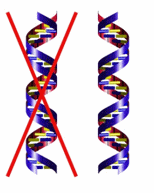 Chiral Dna