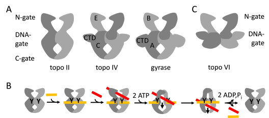 Figure 1: Architecture of type II DNA topoisomerases. 
