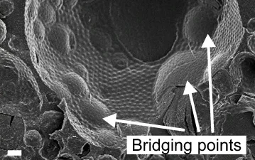 Interactions between interfaces dictate stimuli-responsive emulsion behaviour