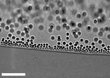 Versatile strategy for homogeneous drying patterns of dispersed particles