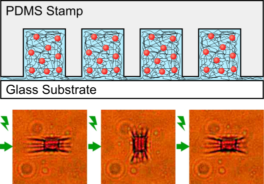 Photo-guided azopolymer hydrogel actuators