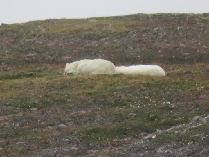 Schlafende Eisbären in der Nähe der Daerten-Hütte