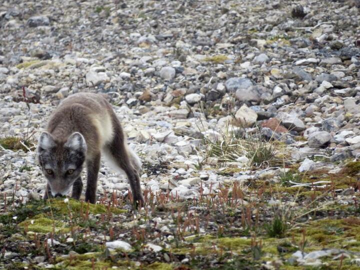 Ein neugieriger Besucher