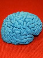 3D-printing of the brain