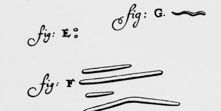 Leuwenhoek Picture Of Animacules 2 1