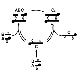 Schematic model of a minimal self-replicating cycle.