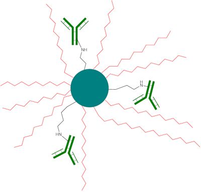 Schematic representation of an antibody-modified nanoparticle system for drug targeting application