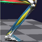 Msc- Foot Neuro-muscular Model