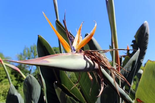 Blüte Paradiesvogelblume