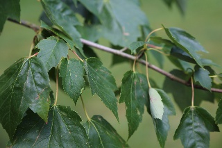 Rotahorn, Blätter