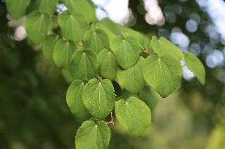 Kuchenbaum, Blätter