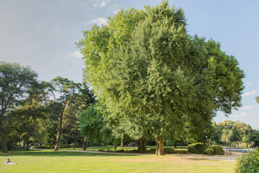 Ginkgo