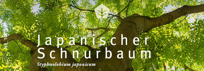 Headergrafik Japanischer Schnurbaum